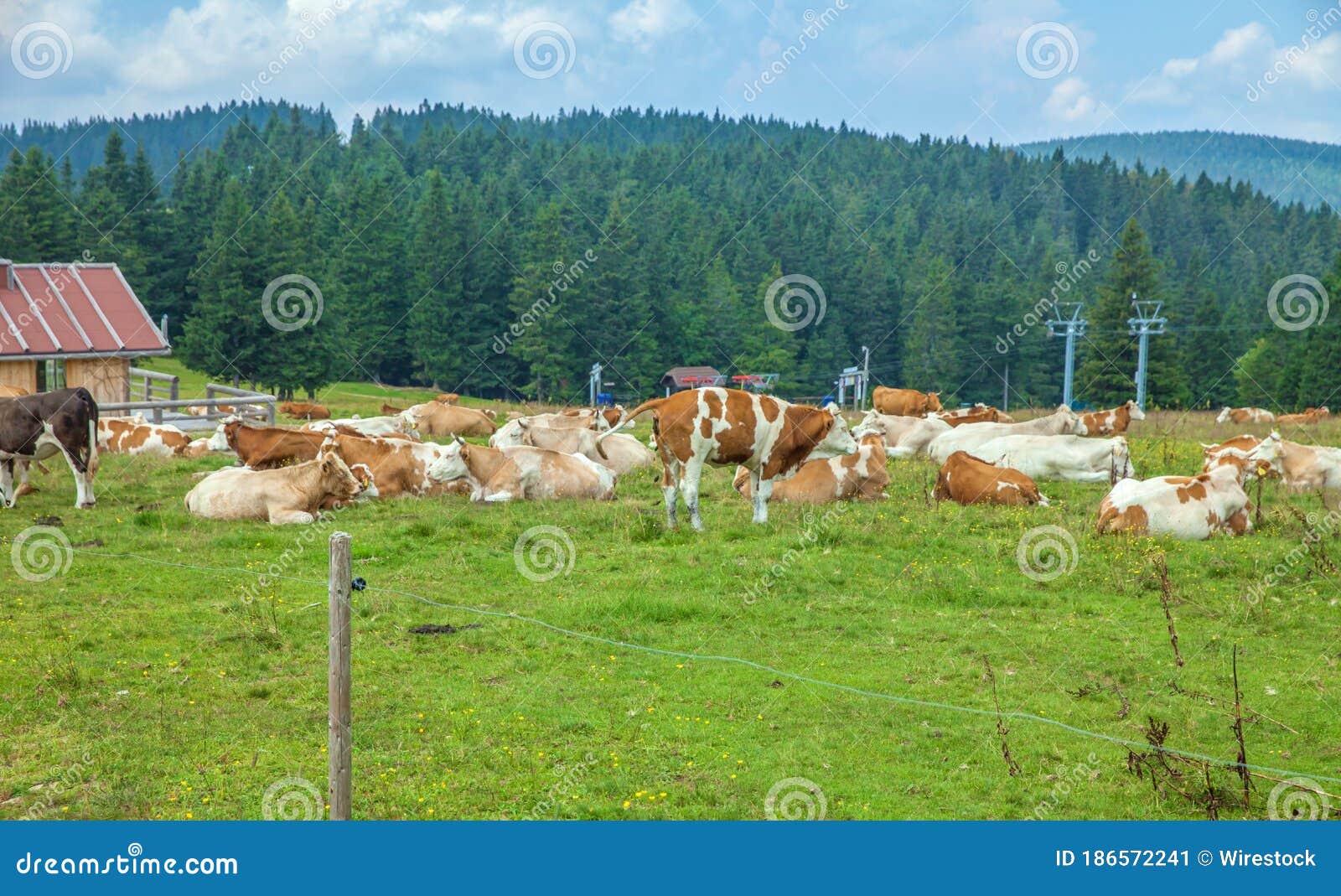 Herd of Cows Lying on a Grassy Field Surrounded with Pine Trees Stock