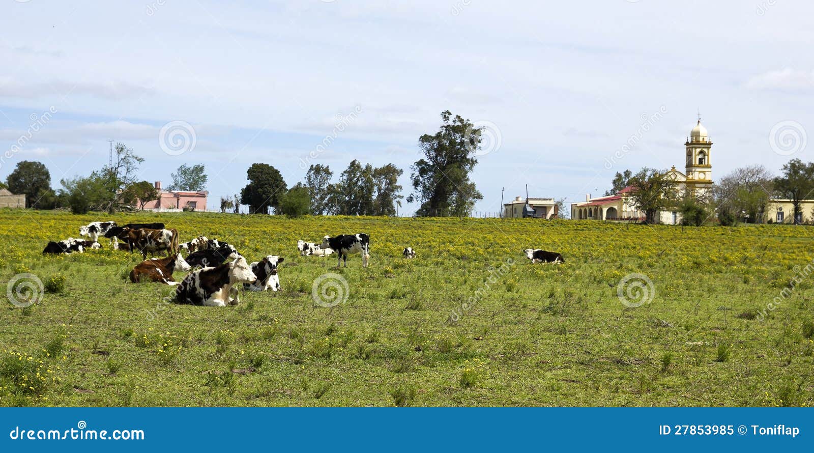 herd of cows resting in uruguay.