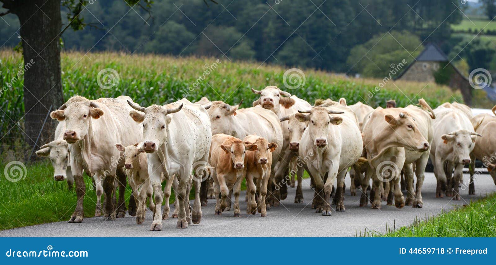 Herd of Cows and Veal in Pyrenees Stock Photo Image of cattle