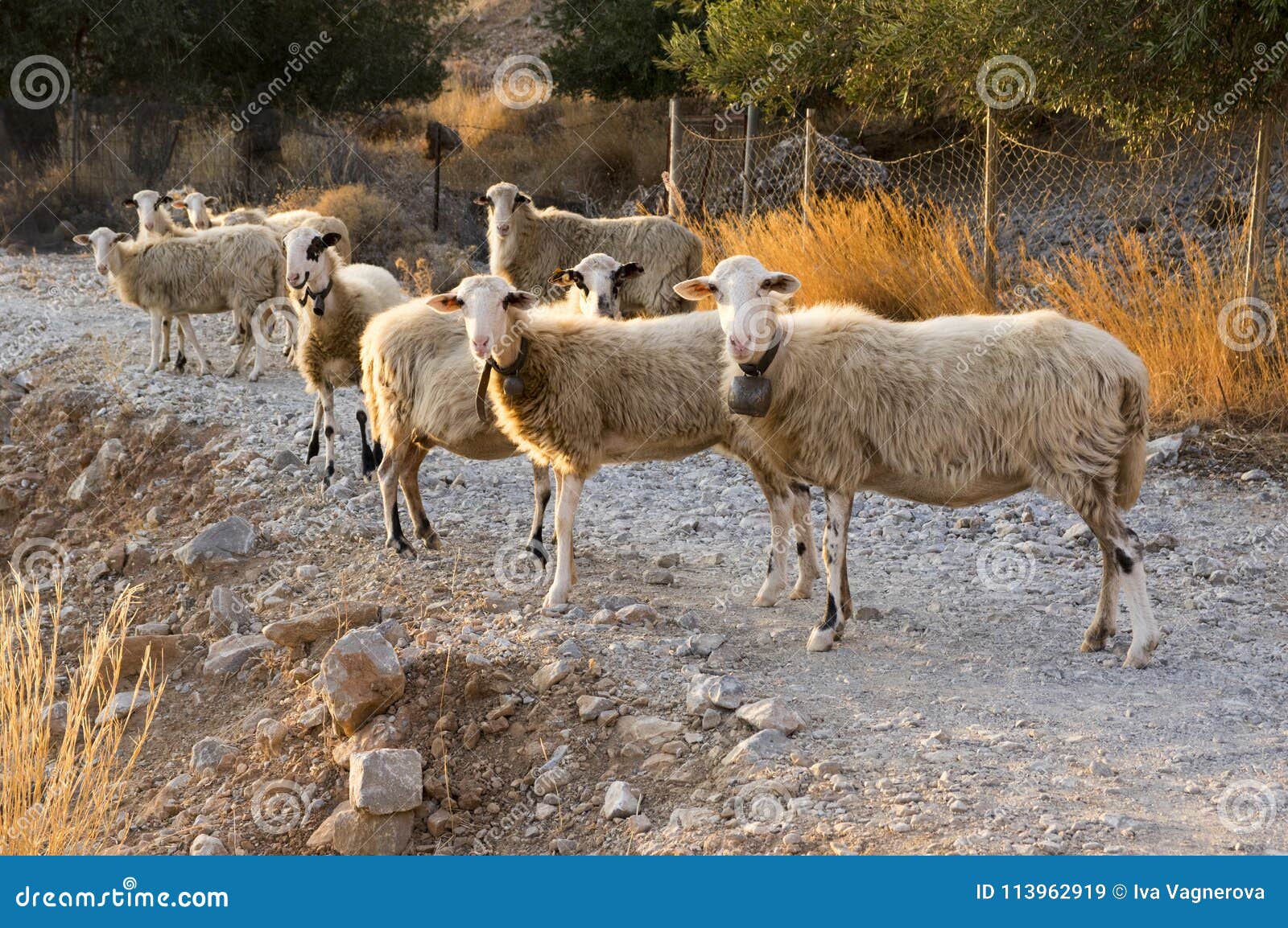 Herd of Cretan Sheep, Eye Contact, Group of Animals Stock Image - Image of  natural, animals: 113962919