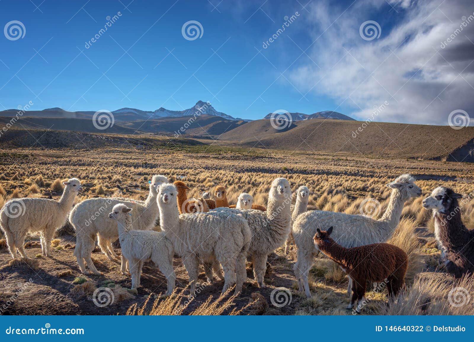 herd of curious alpacas in bolivia