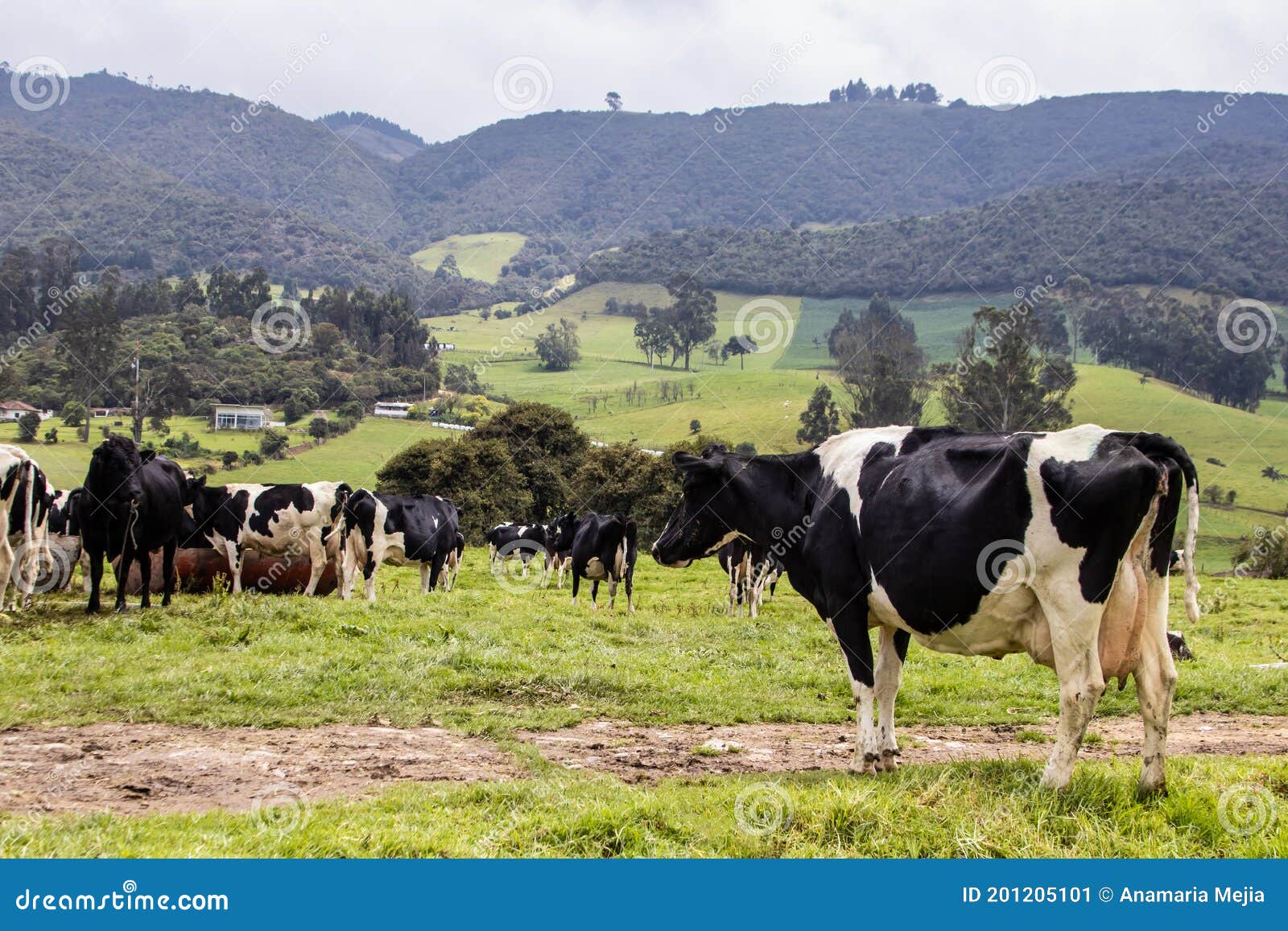 herd of dairy cattle in la calera in the department of cundinamarca close to the city of bogotÃÂ¡ in colombia