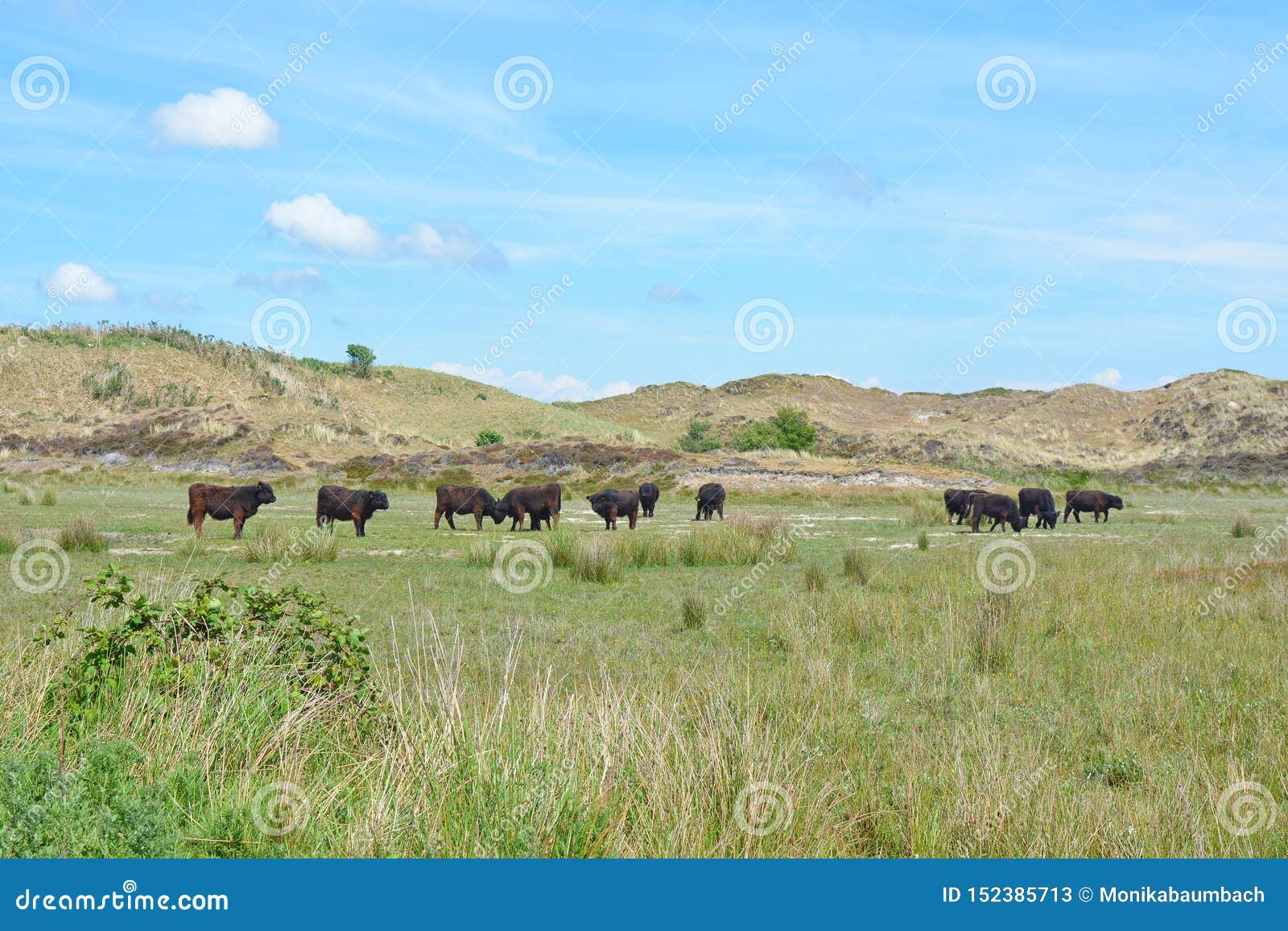 herd of dark brown wild galloway cattle in national park de muy in the netherlands on texel
