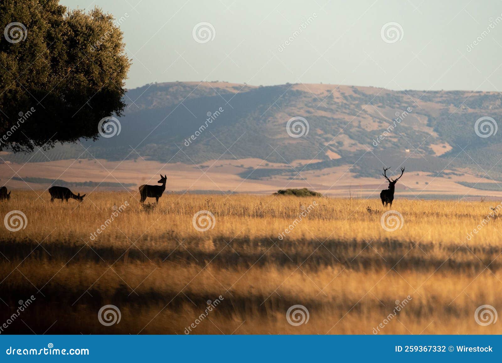 herd of deer on the field of cabaneros national park in montes de toledo, spain