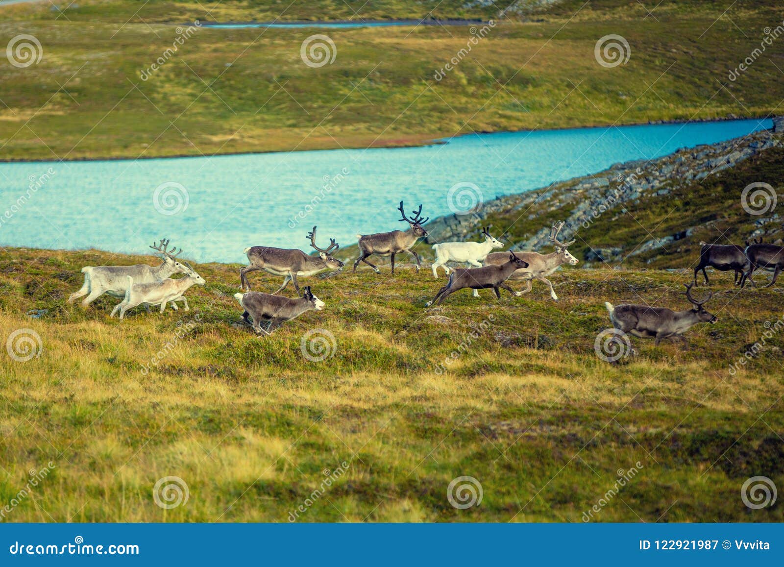 a herd of deer runs along the tundra