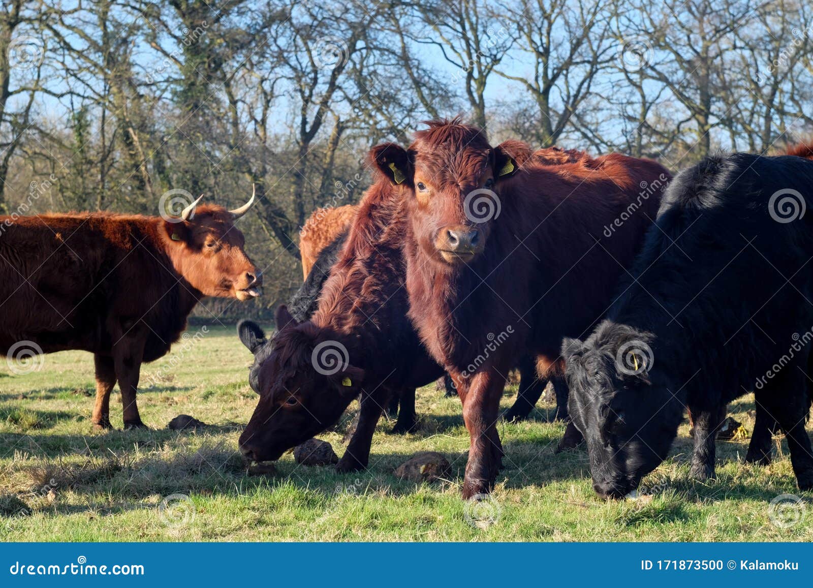 Herd of Dexter Cows Eating Fodder Beet in Field Stock Photo - Image of  countryside, fodder: 171873500