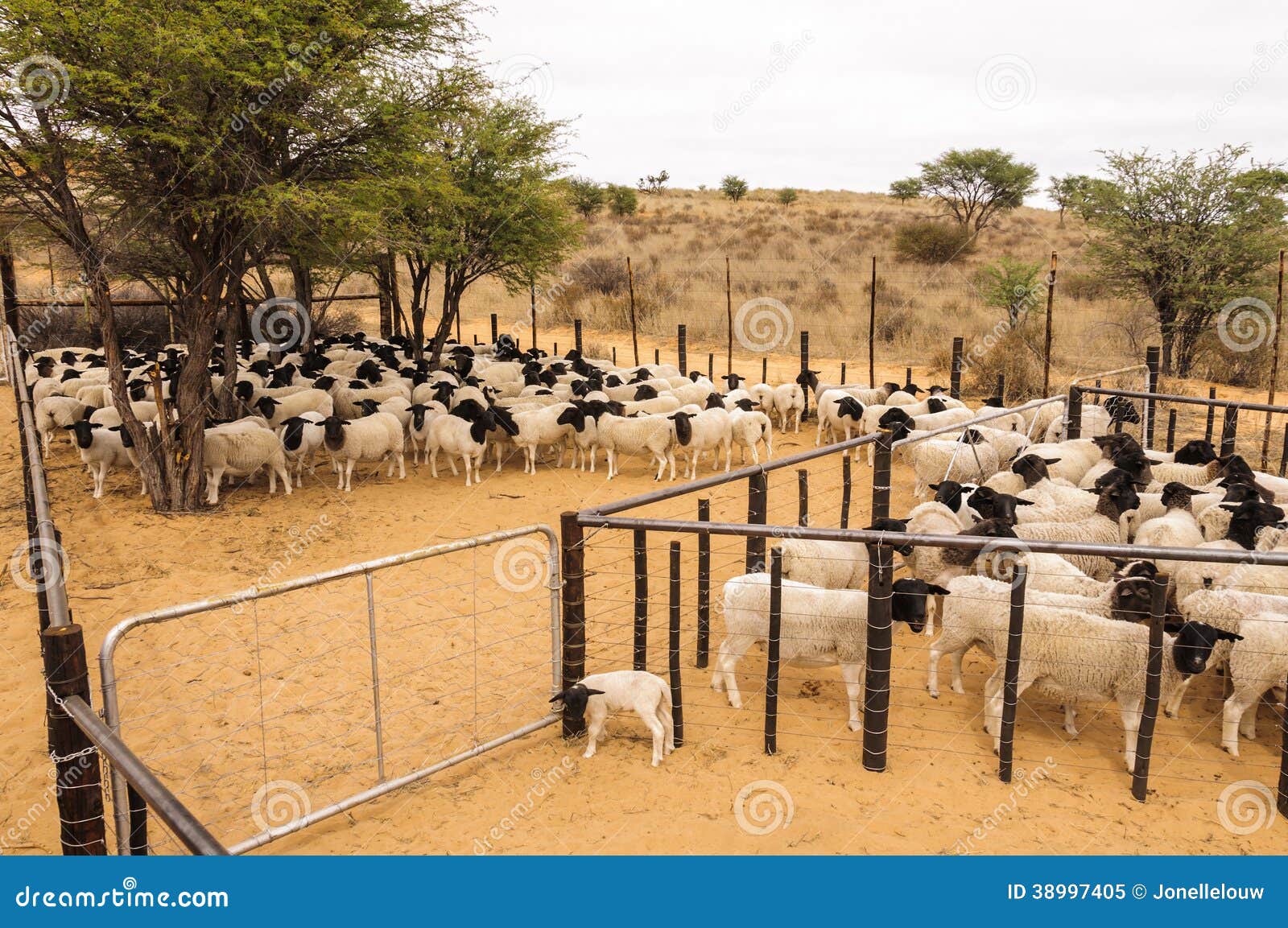 A Herd Of Dormer Sheep Crowded In A Stable Stock Photo 