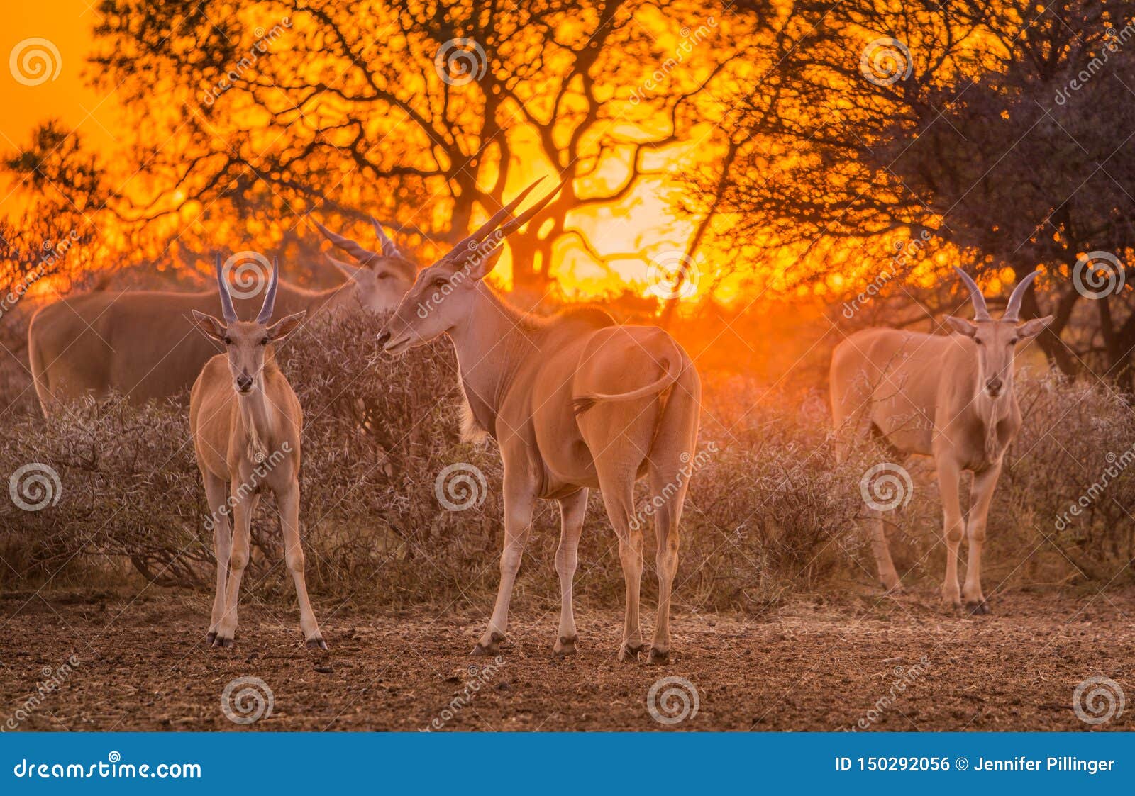 a herd of eland taurotragus oryx gathered around shrubs under an intense orange sunset