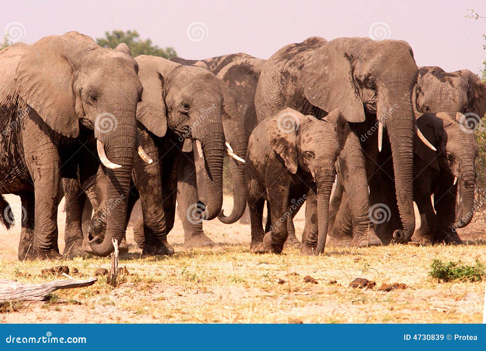 herd of elephants.