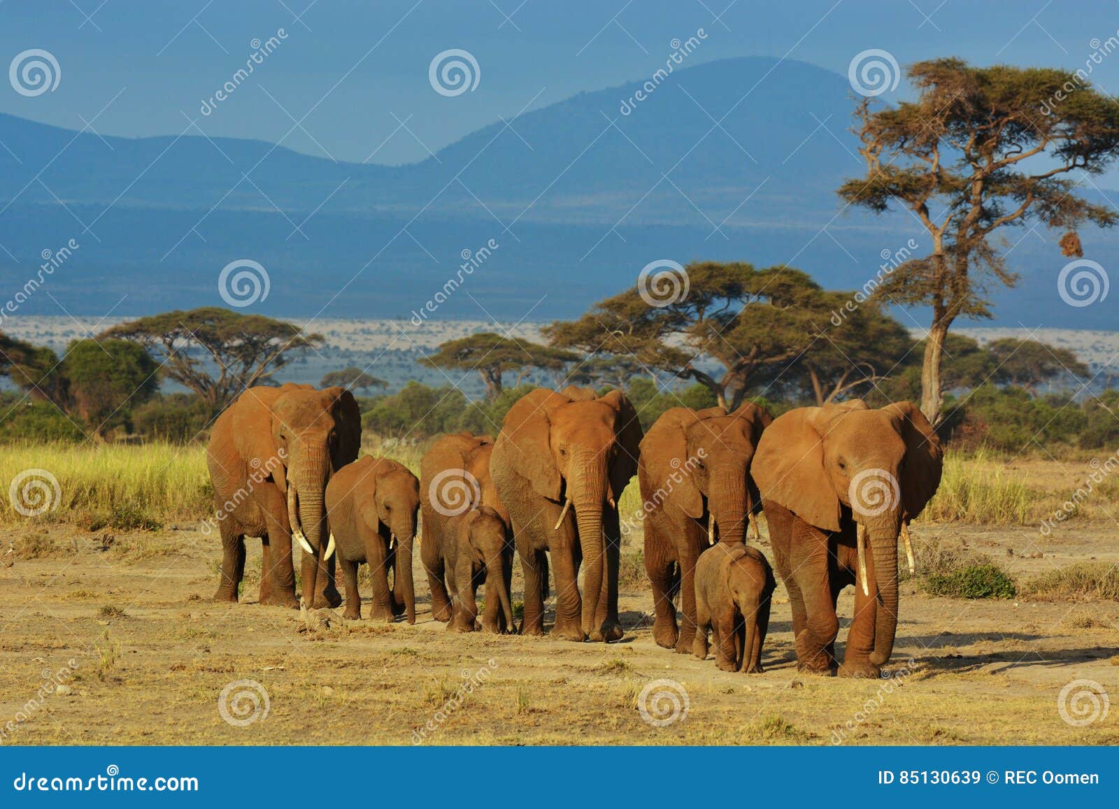 herd of elephants