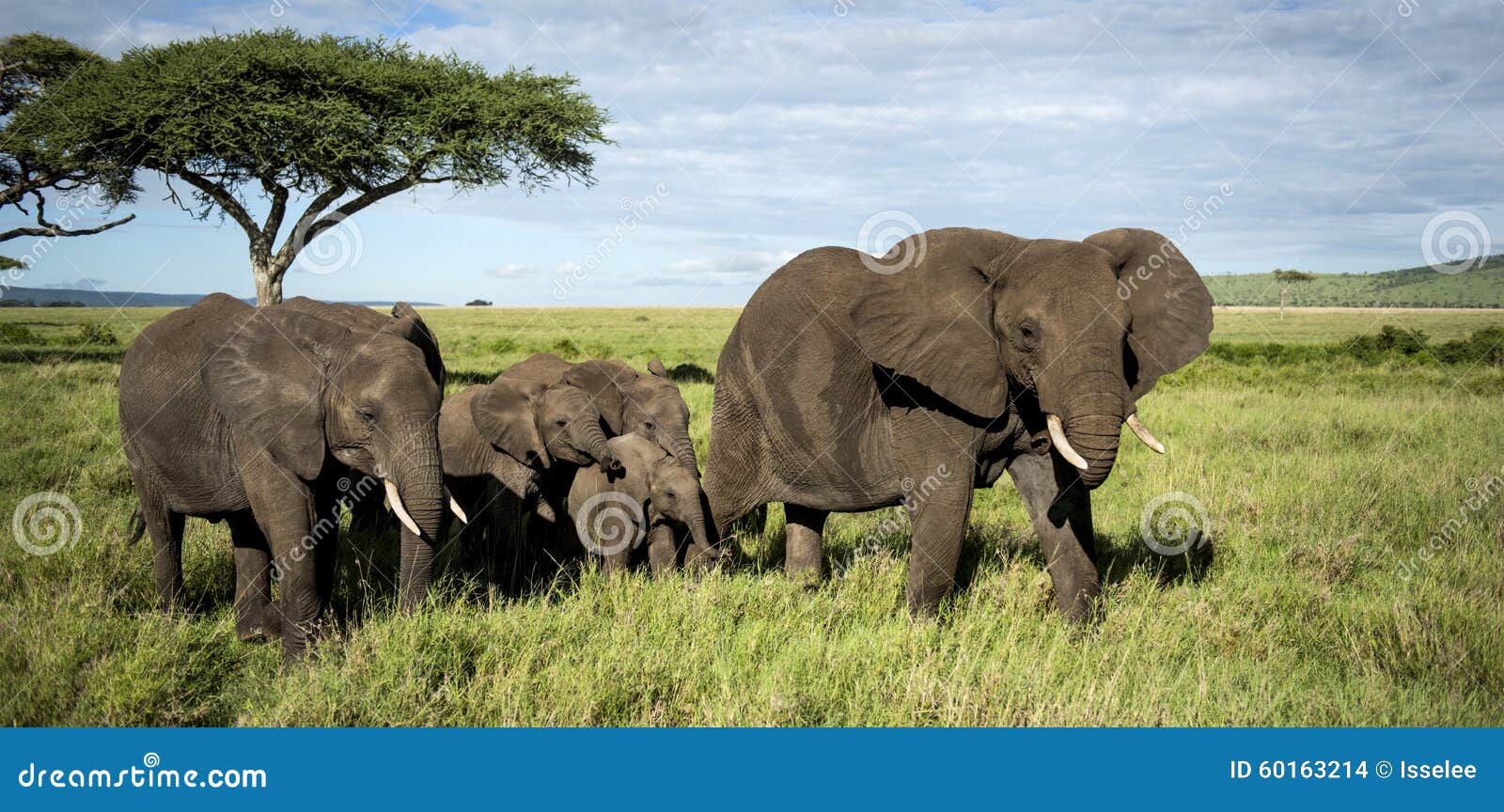 herd of elephants walking, serengeti