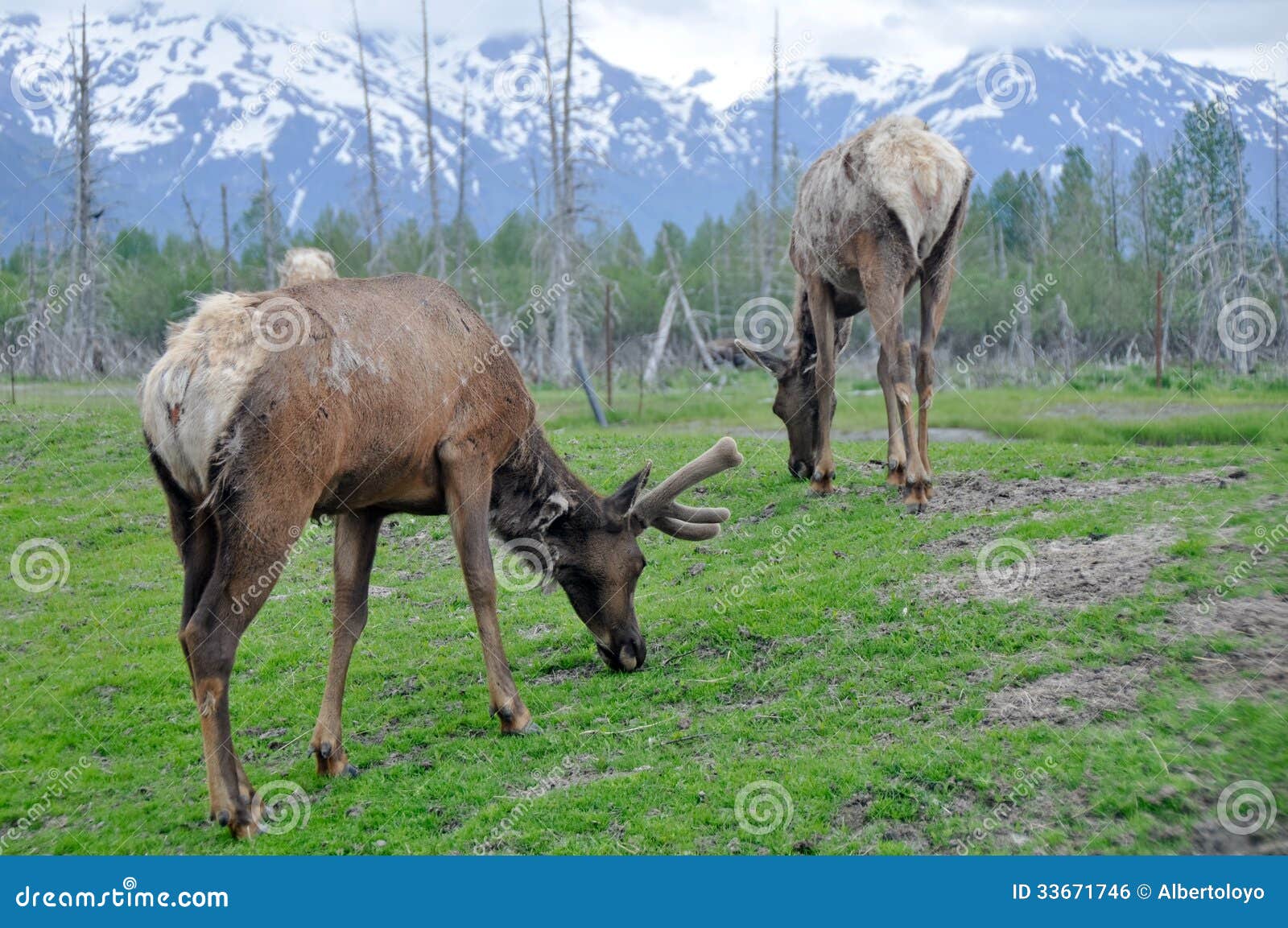 Herd of elk, Alaska stock photo. Image of national, antler 33671746