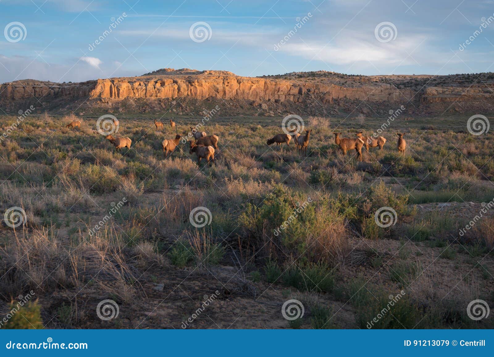 herd of elk, chaco canyon national park