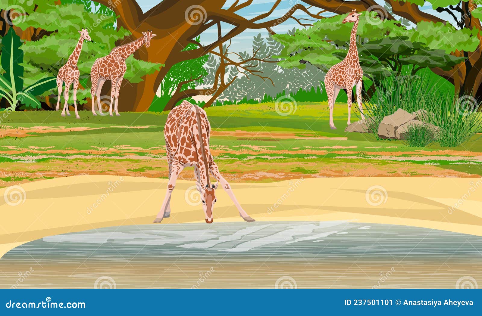 Giraffe Drinking Water Stock Illustrations – 21 Giraffe Drinking Water Stock Illustrations, Vectors & Clipart - Dreamstime Giraffe Drinking Water Stock Illustrations – 21 Giraffe Drinking Water Stock Illustrations, Vectors & Clipart - Dreamstime