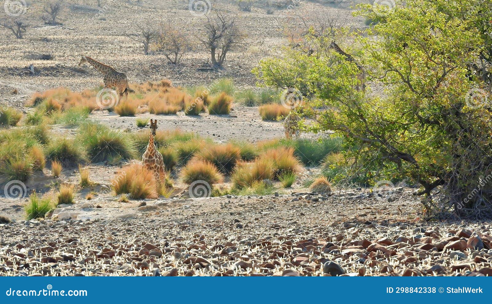 Two Giraffes Drink Water From A Natural Reservoir In The African