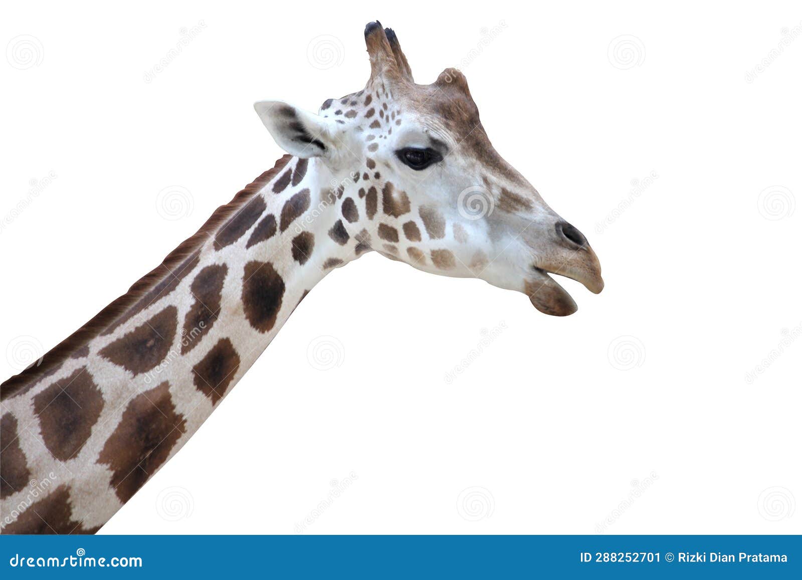 Herd of Giraffes in the Zoo2 Stock Image - Image of long, brown: 288252701