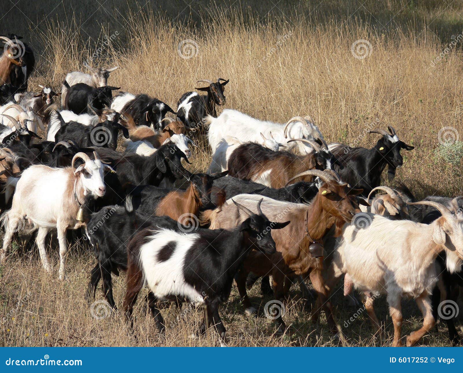 the herd of goats