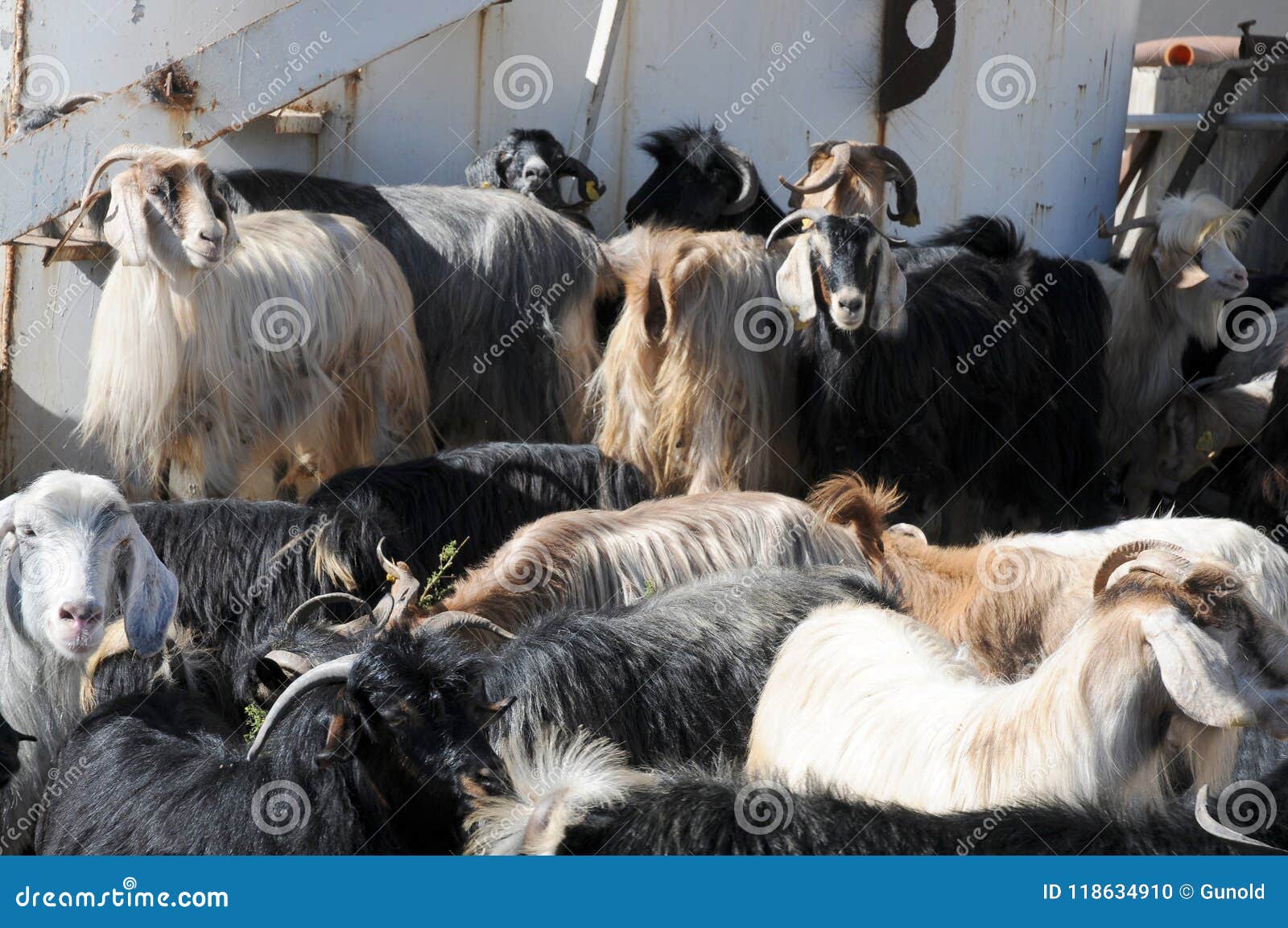 a herd of goats on a farm in east anatolia, turkey
