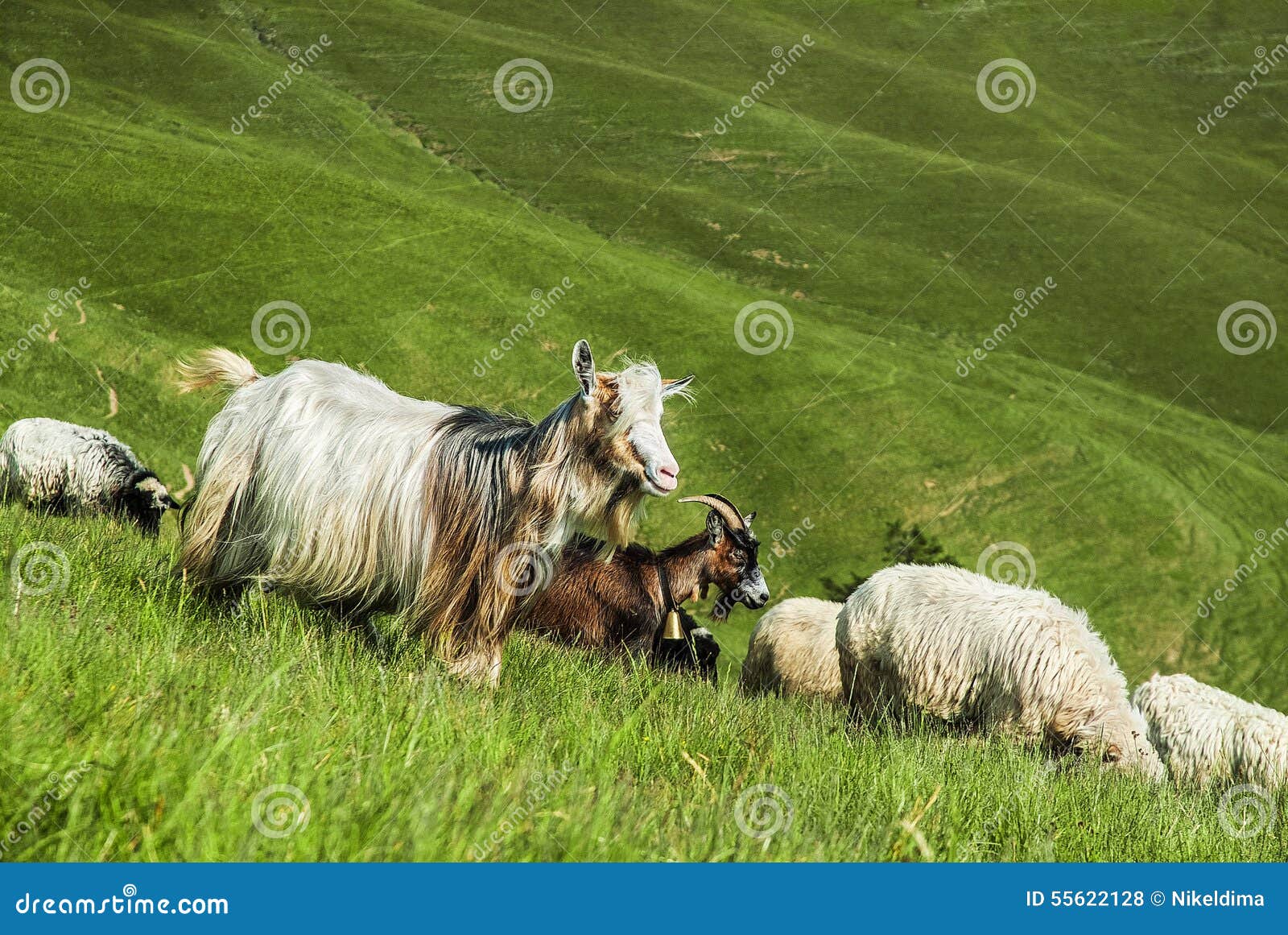 Herd of goats and sheeps stock photo. Image of wildlife 55622128