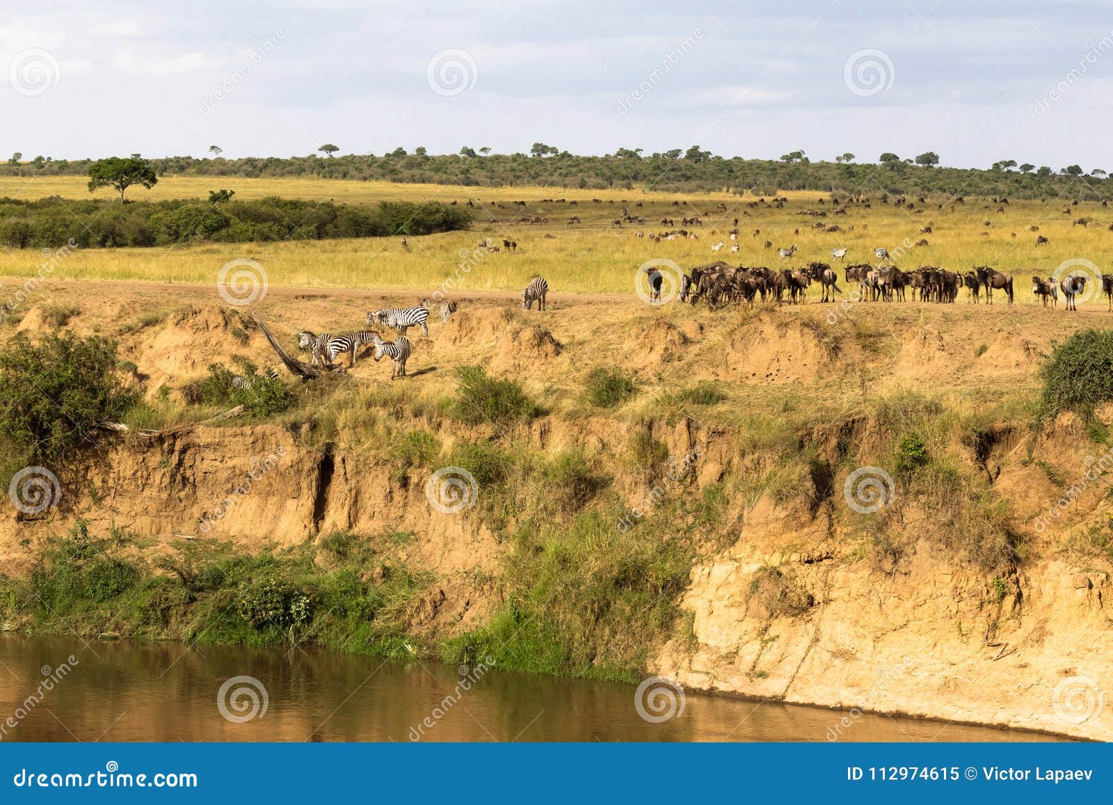 herd of herbivores on the precipice. masai mara, kenya