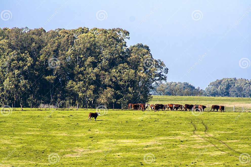 Herd of Hereford Cattle on the Pasture Stock Photo - Image of curious ...