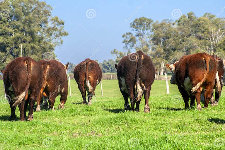 Herd of Hereford Cattle on the Pasture Stock Image - Image of domestic ...