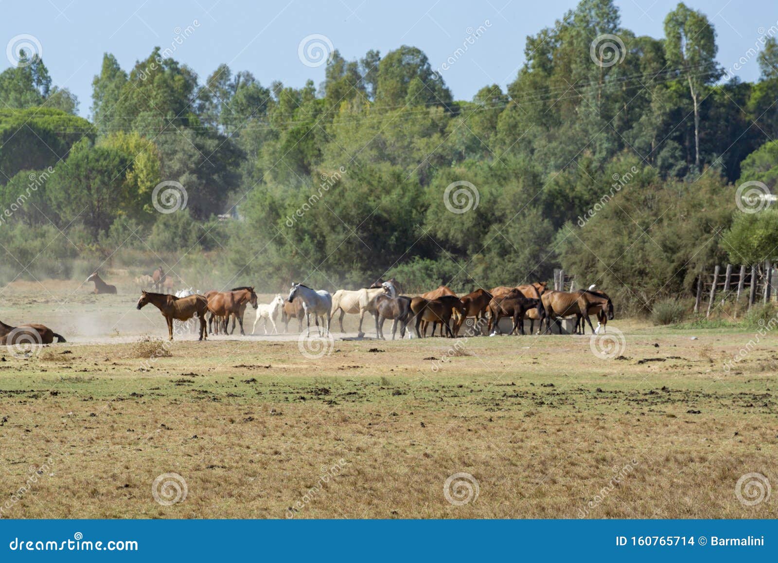 herd of horses on farm in el rocio, andalusia, spain