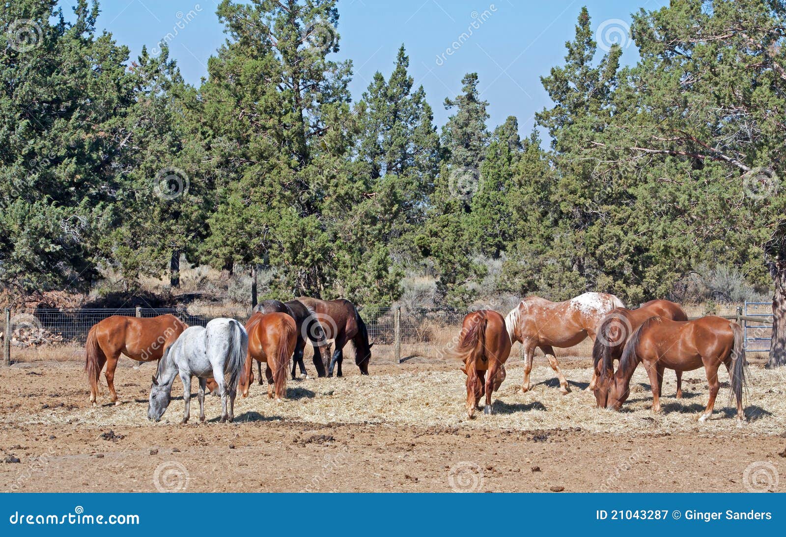 Herd of Horses Grazing Dry Lot Stock Image Image of horses, gray