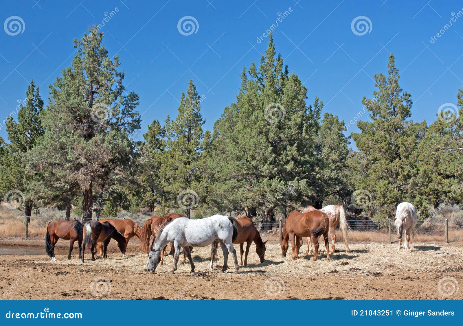 Herd of Horses Grazing Near Juniper Stock Image Image of pine, blue