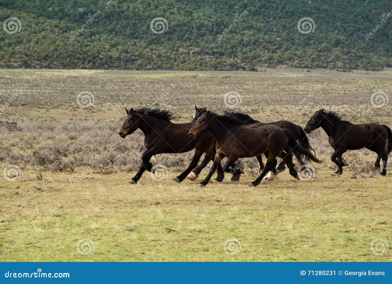 Herd of Horses Running through Meadow Stock Image - Image of mammals ...