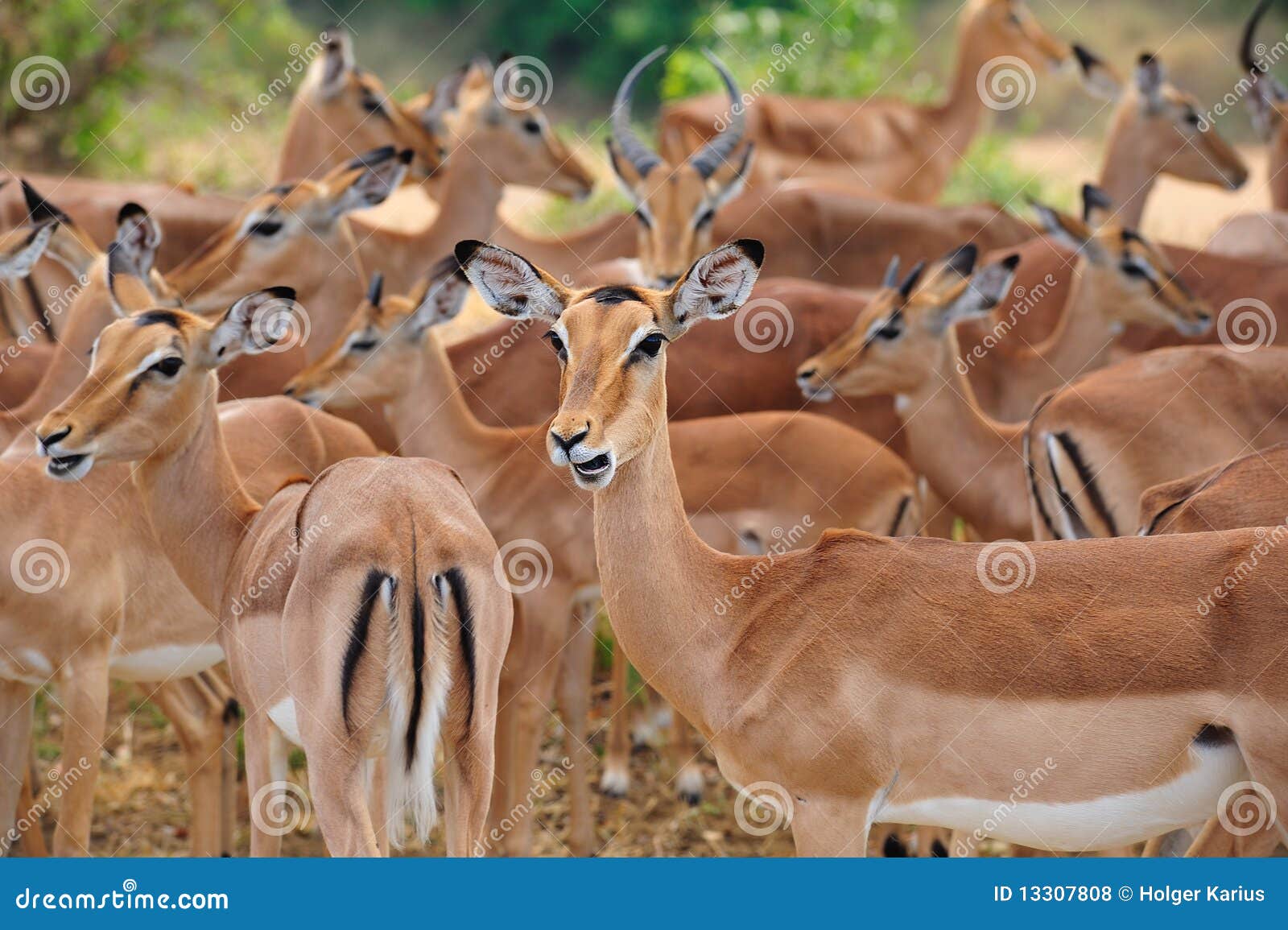herd of impalas (aepyceros melampus)
