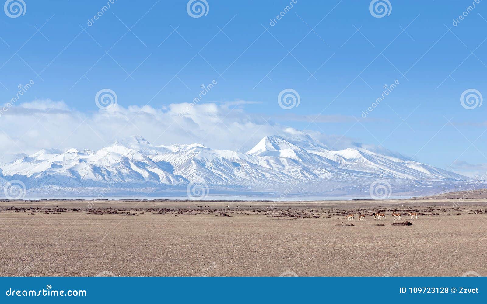 gurla mandhata peak and herd of kiangs in tibet, china