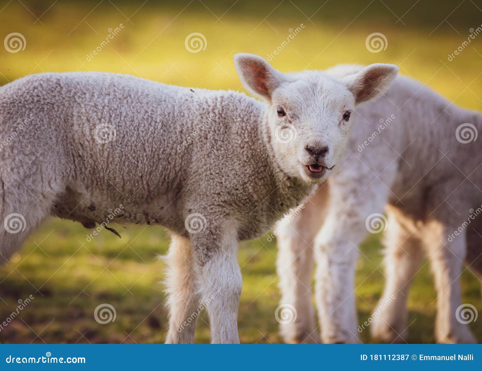 Herd of Lamb Feeding on Ranch Grass Farm Cattle Animal Selective Focus