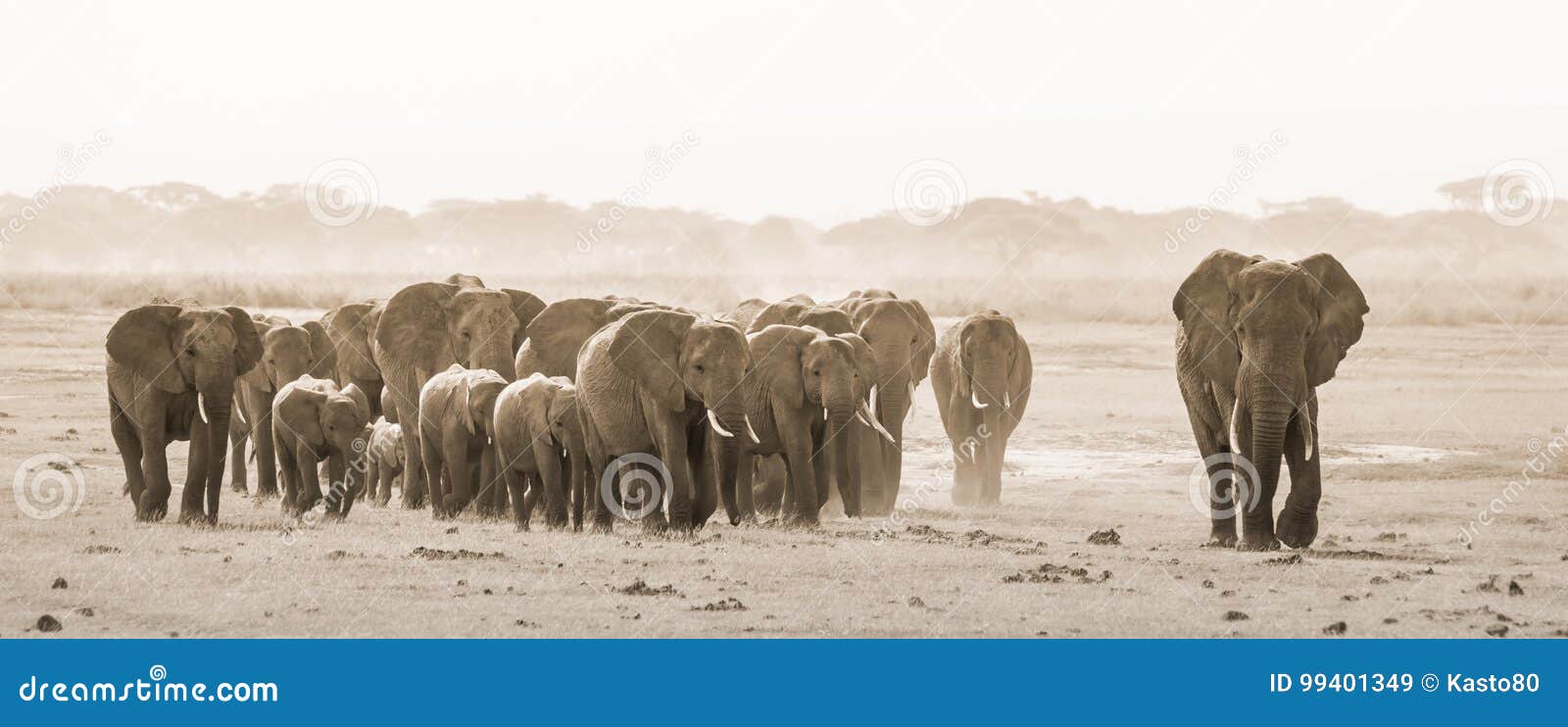 herd of wild elephants in amboseli national park, kemya.