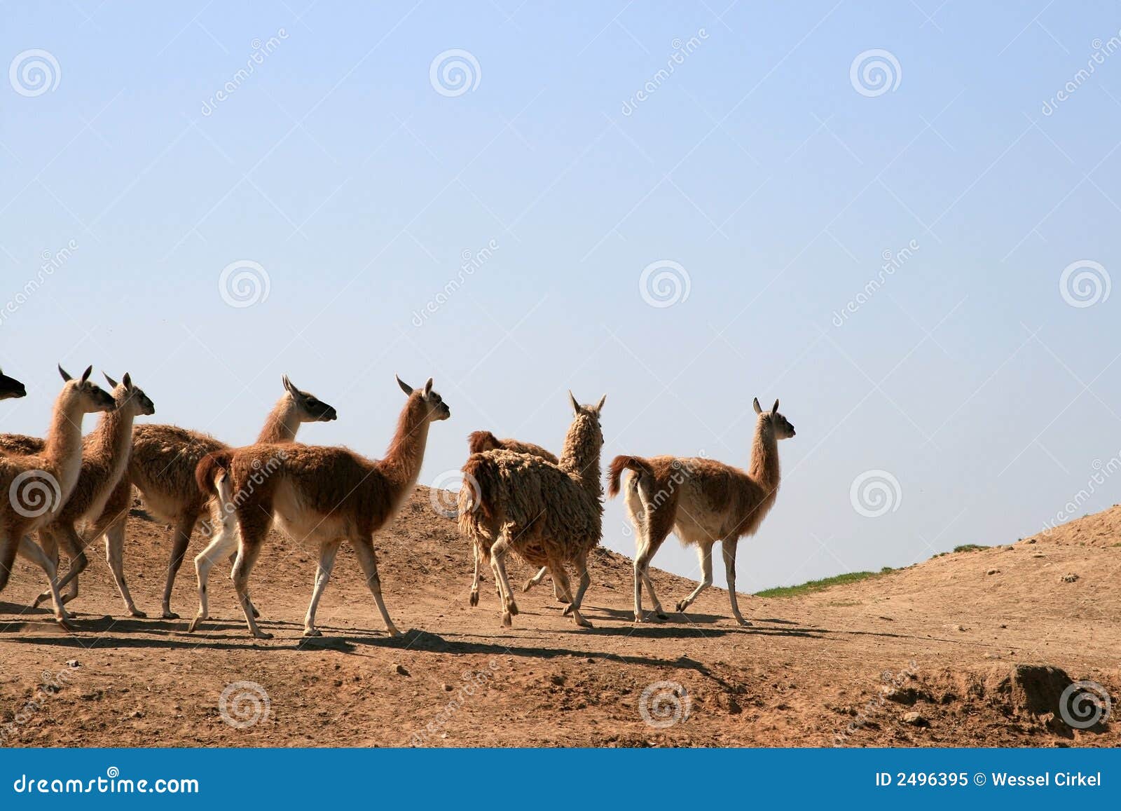 a herd of llamas (guanaco)