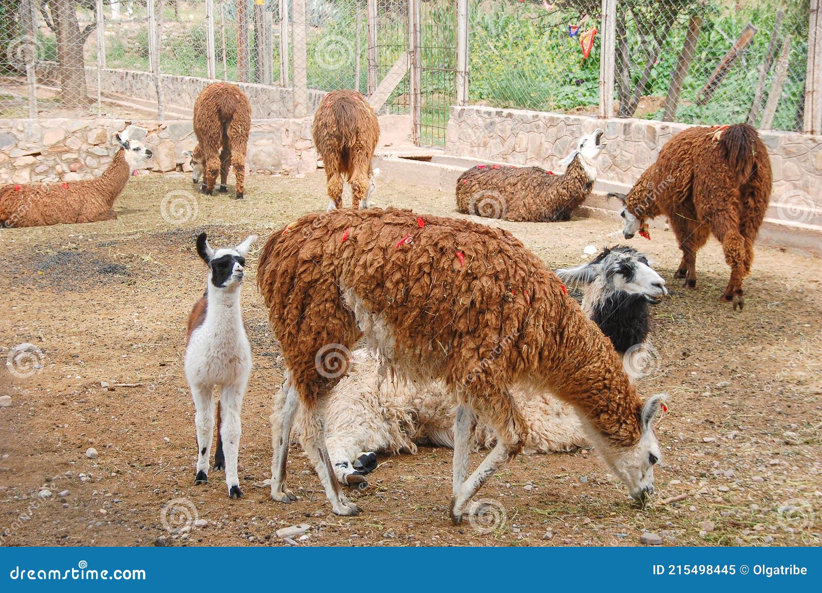 a herd of llamas including a cria in a farm.