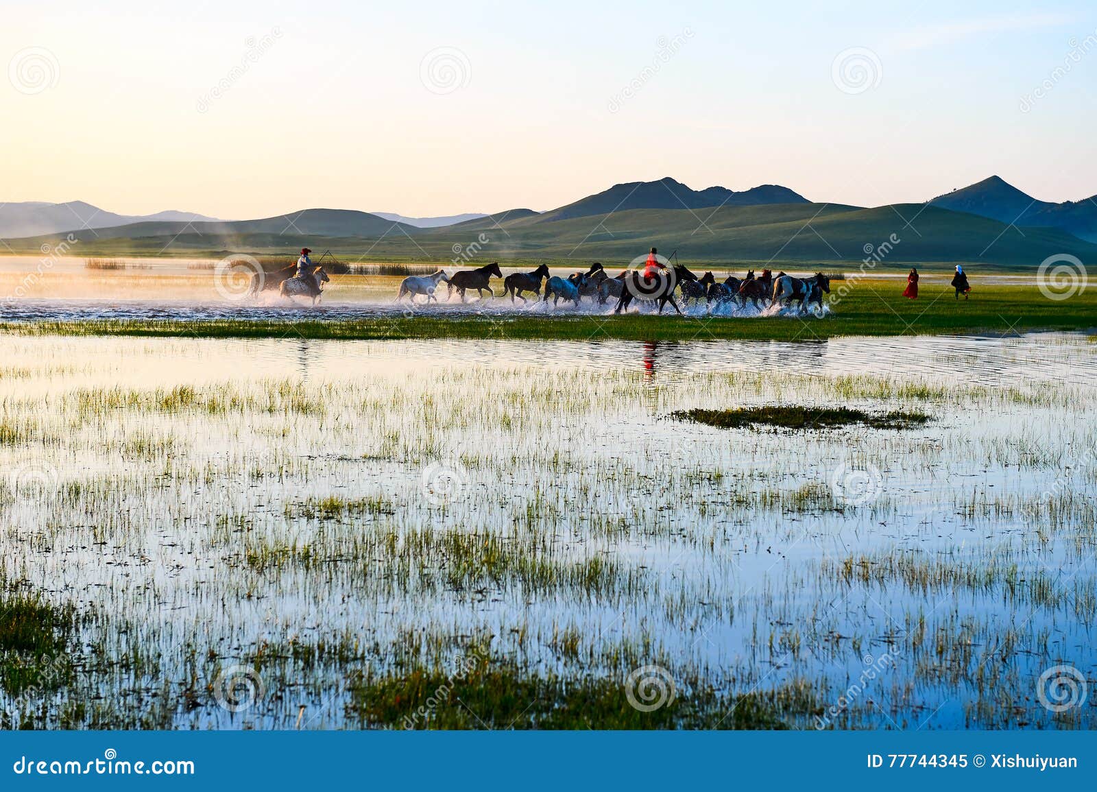 the herd and manada in the lake