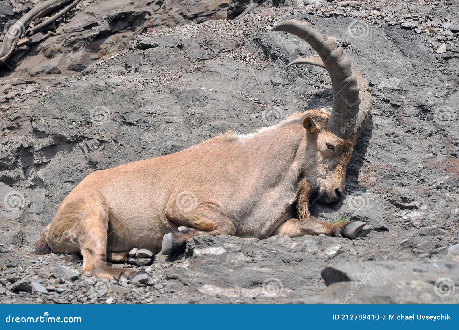 mountain-goat