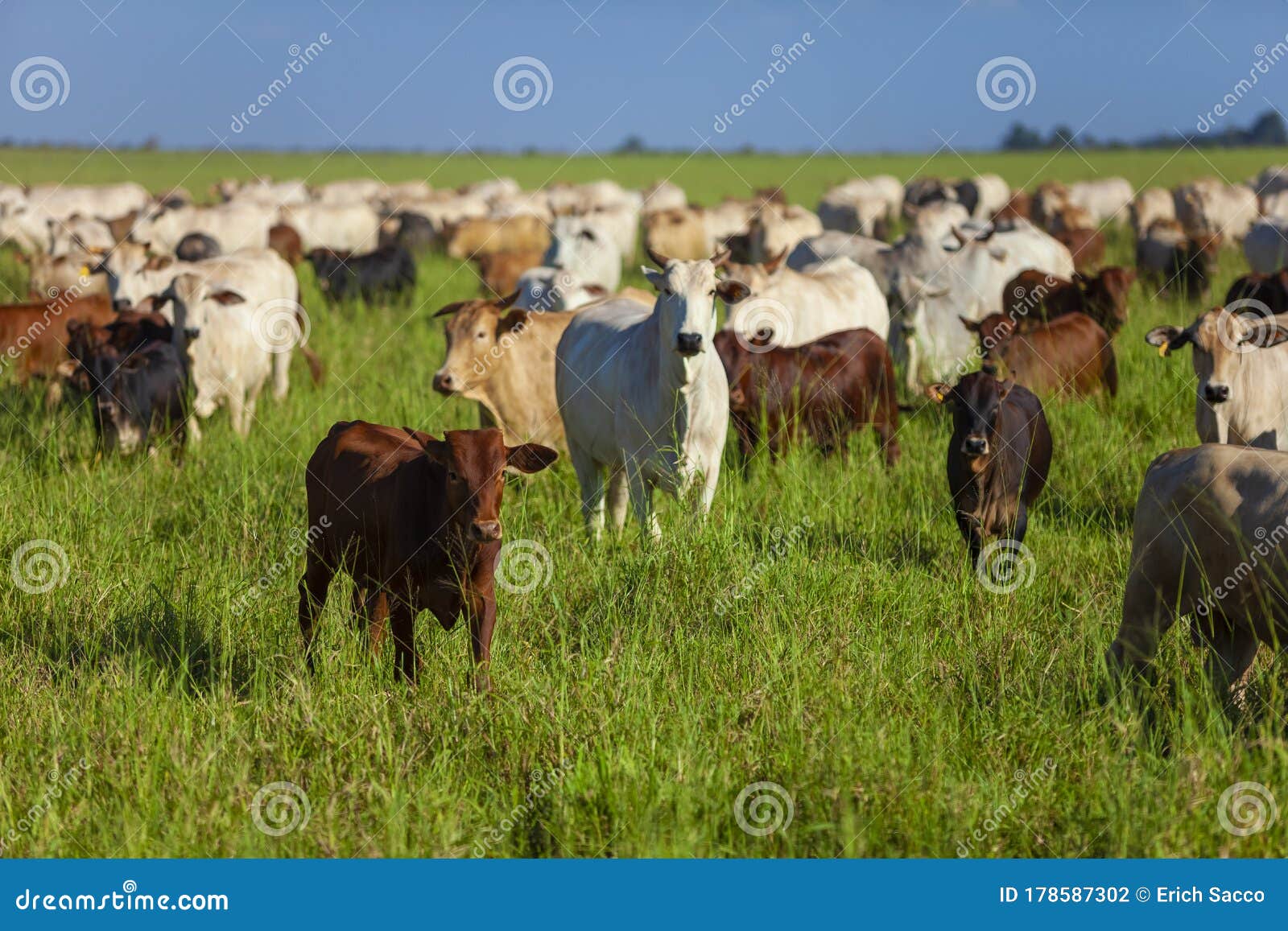 herd of nellore cows with their bonsmara calves