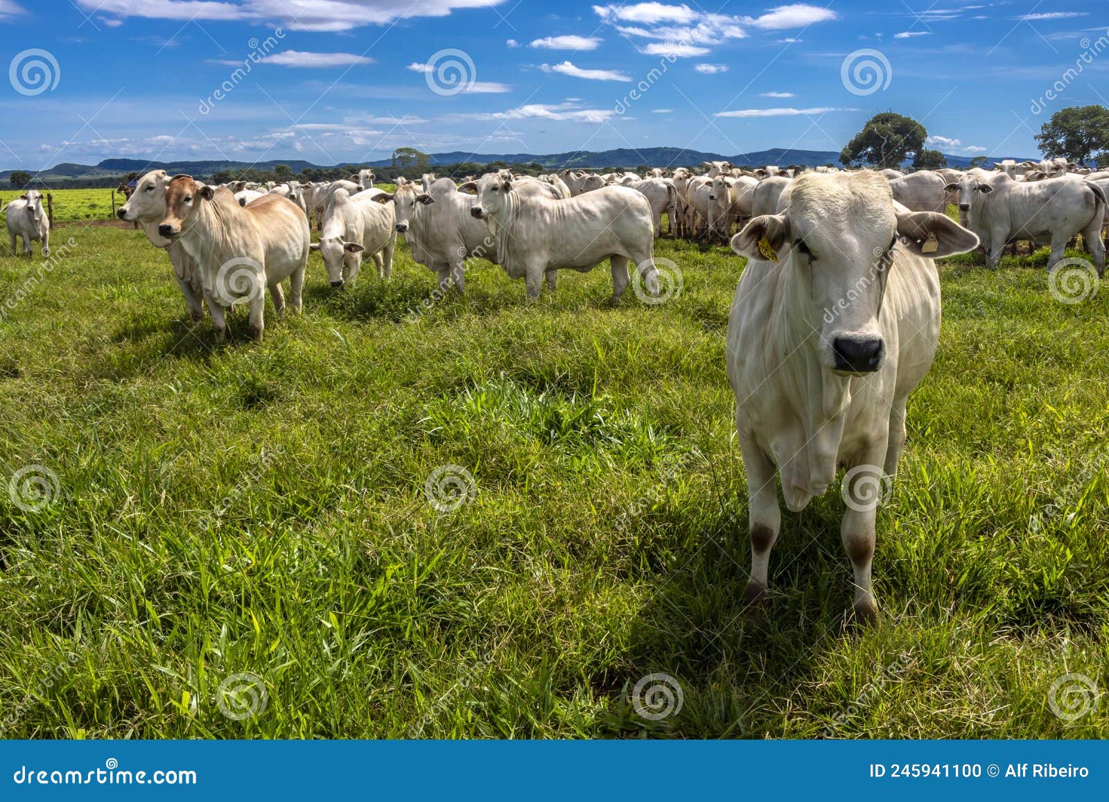 herd of nelore cattle grazing in a pasture