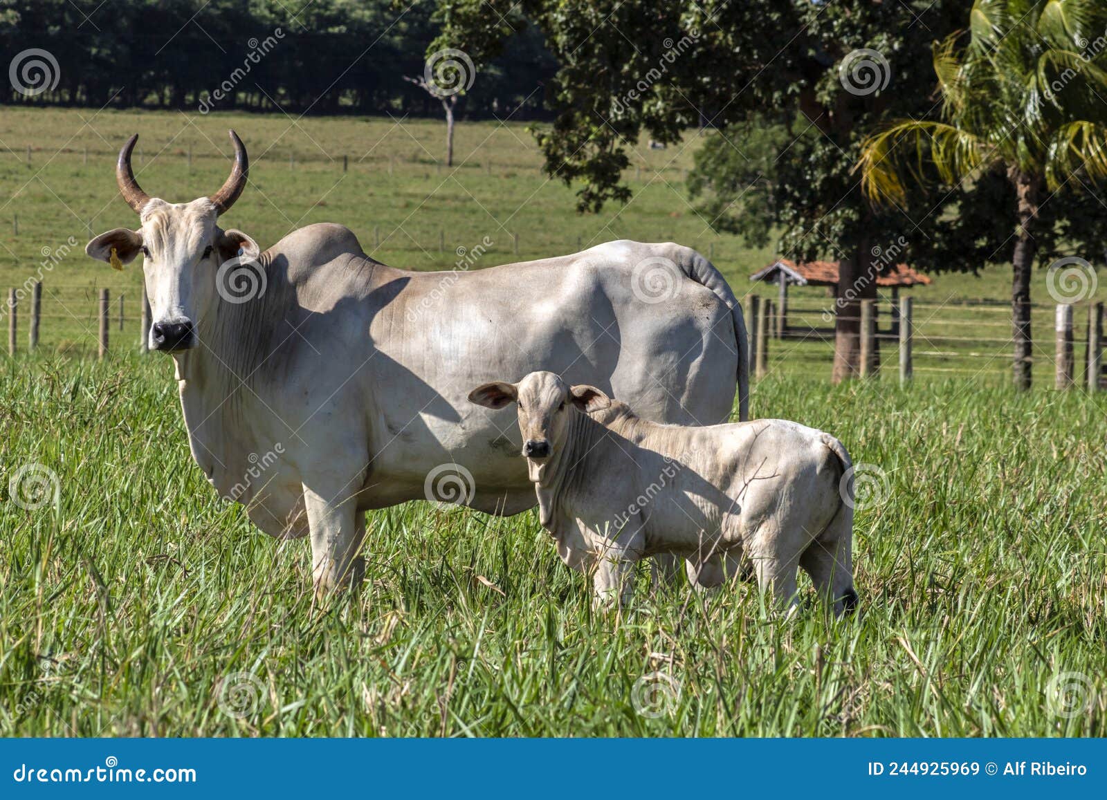 herd of nelore cattle grazing in a pasture