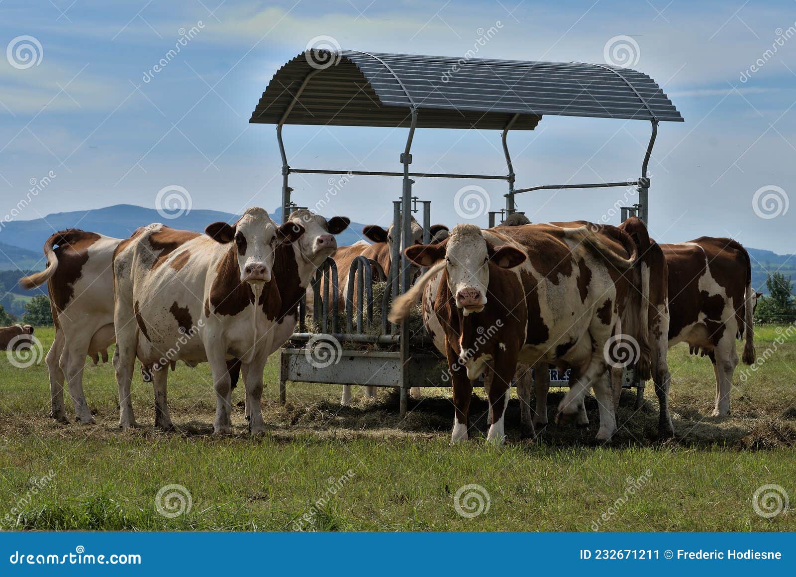 Herd of Norman Cows Around Their Feeder Stock Image - Image of france ...