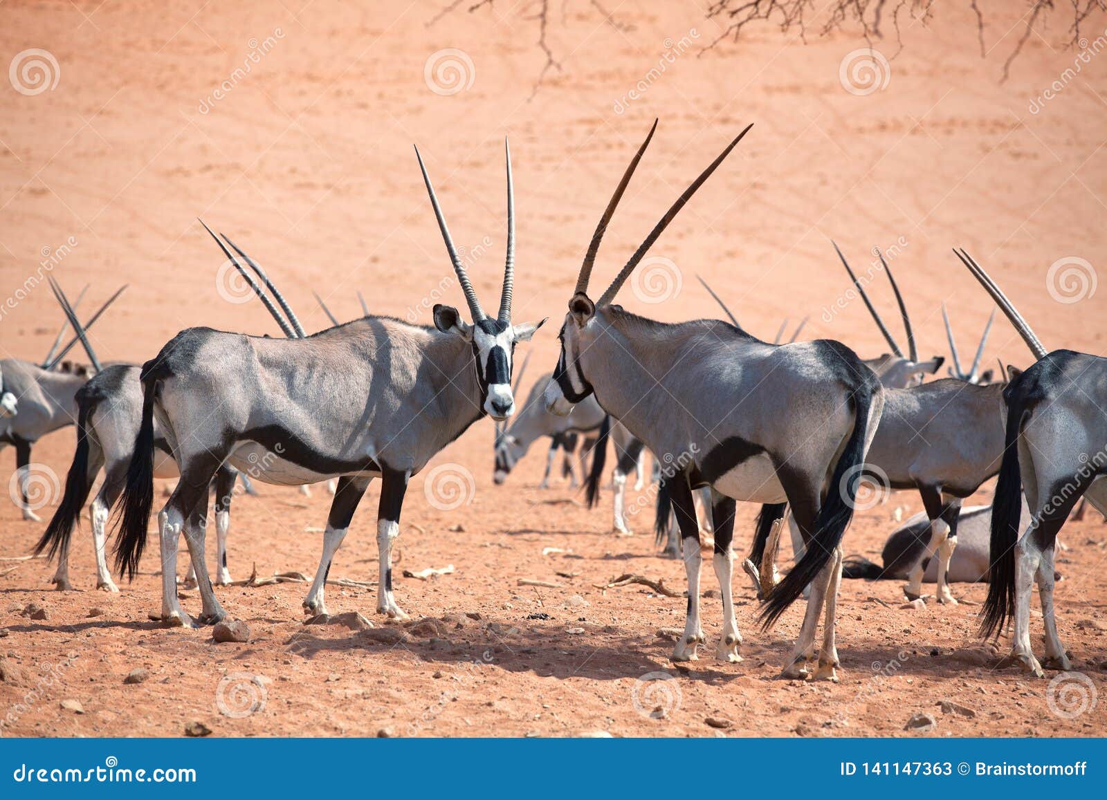 safari animals with long horns