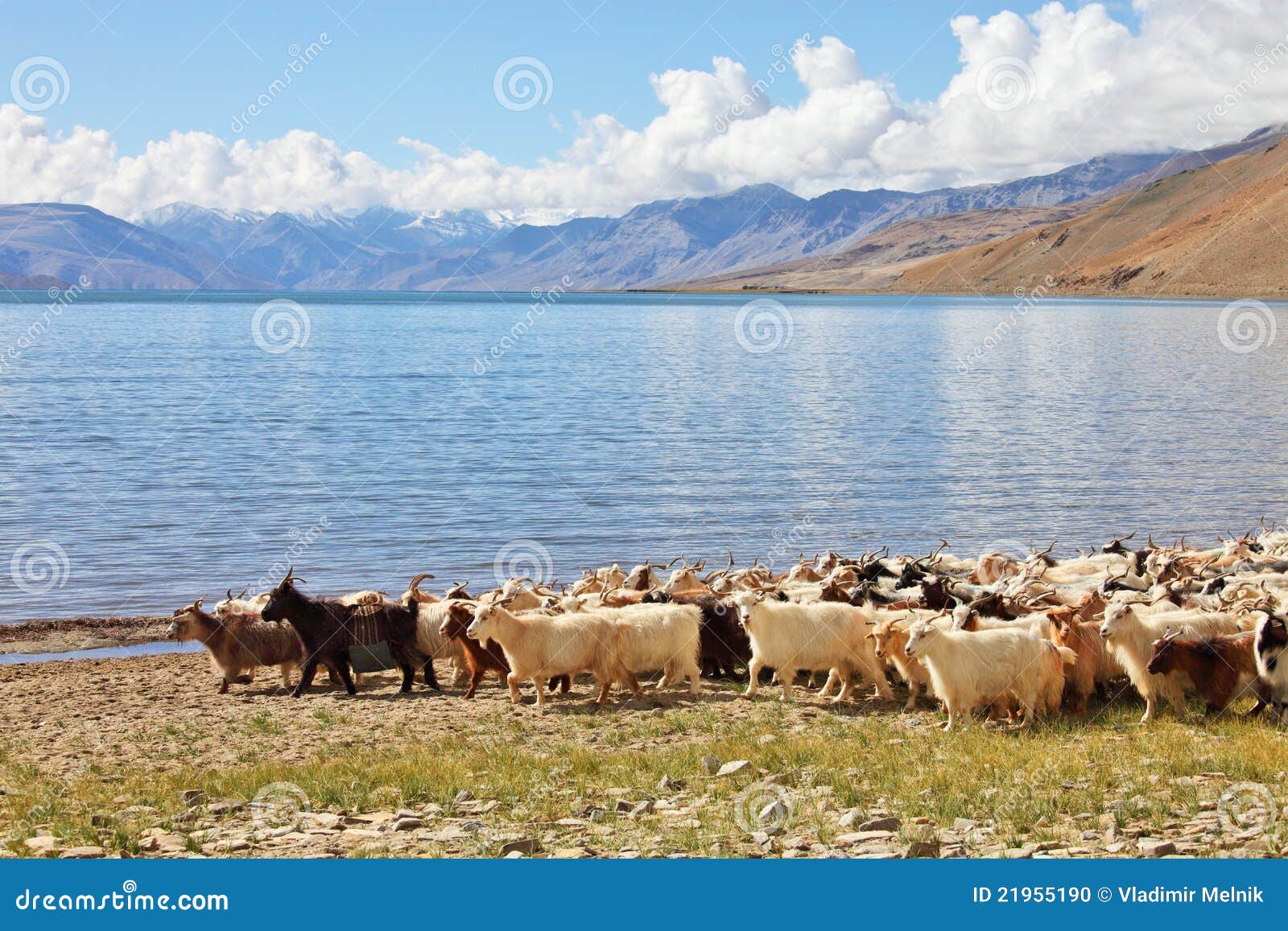herd of pashmina goats