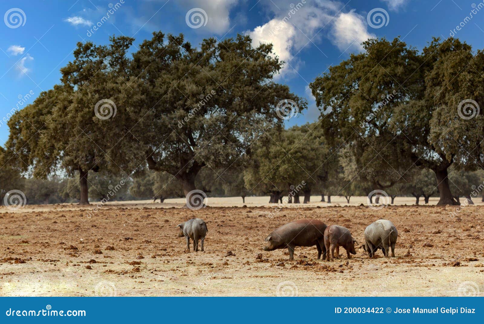 Herd of Pigs in the Spanish Pasture Stock Photo Image of porcine