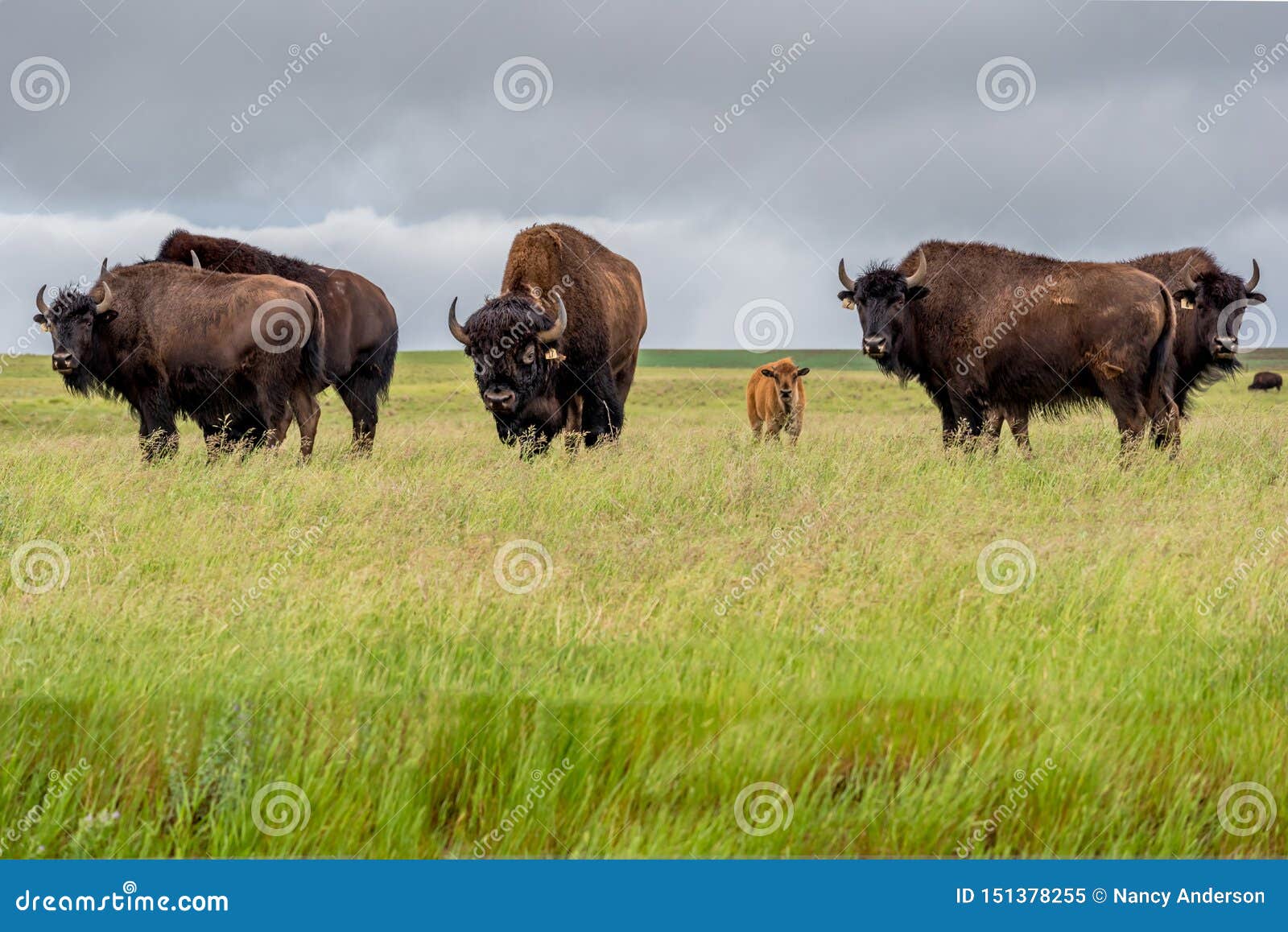 a herd of plains bison with baby calf in a pasture in saskatchewan, canada