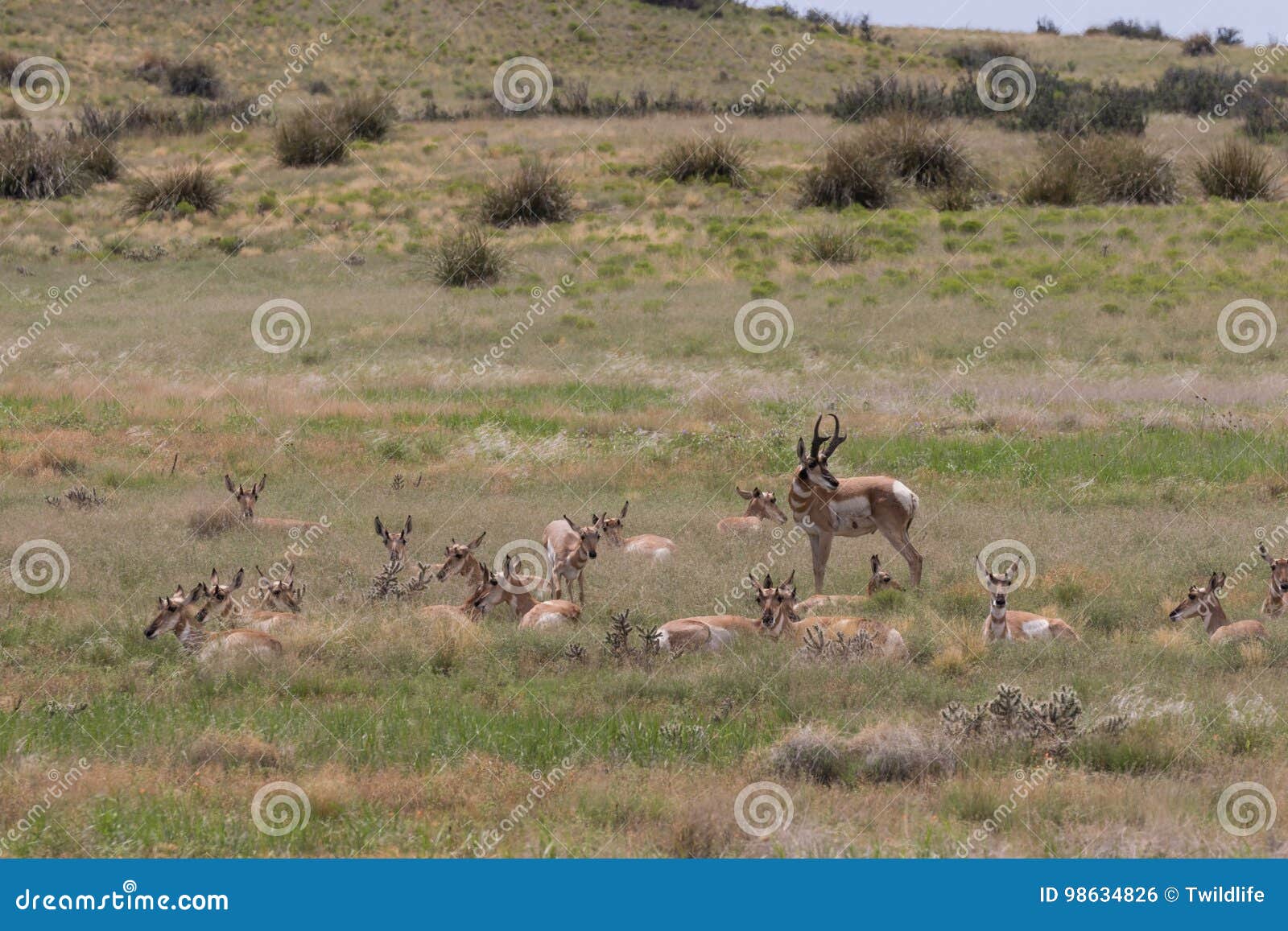 Herd of Pronghorn Antelope in Rut Stock Photo Image of mammal, nature