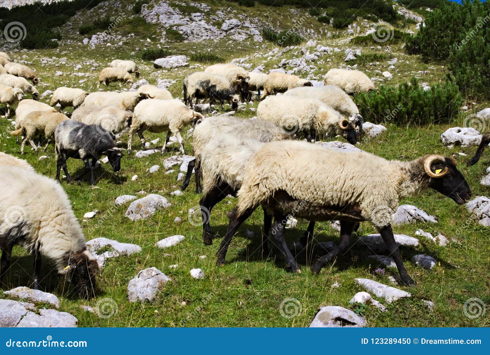 A Herd of Rams on a Rocky Mountain Meadow Stock Photo - Image of durmitor, agriculture: 123289450