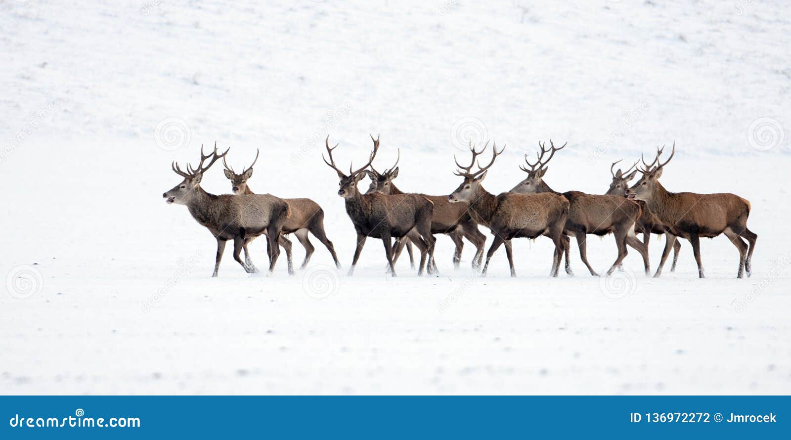 herd of red deer, cervus elaphus, stags in winter on snow.