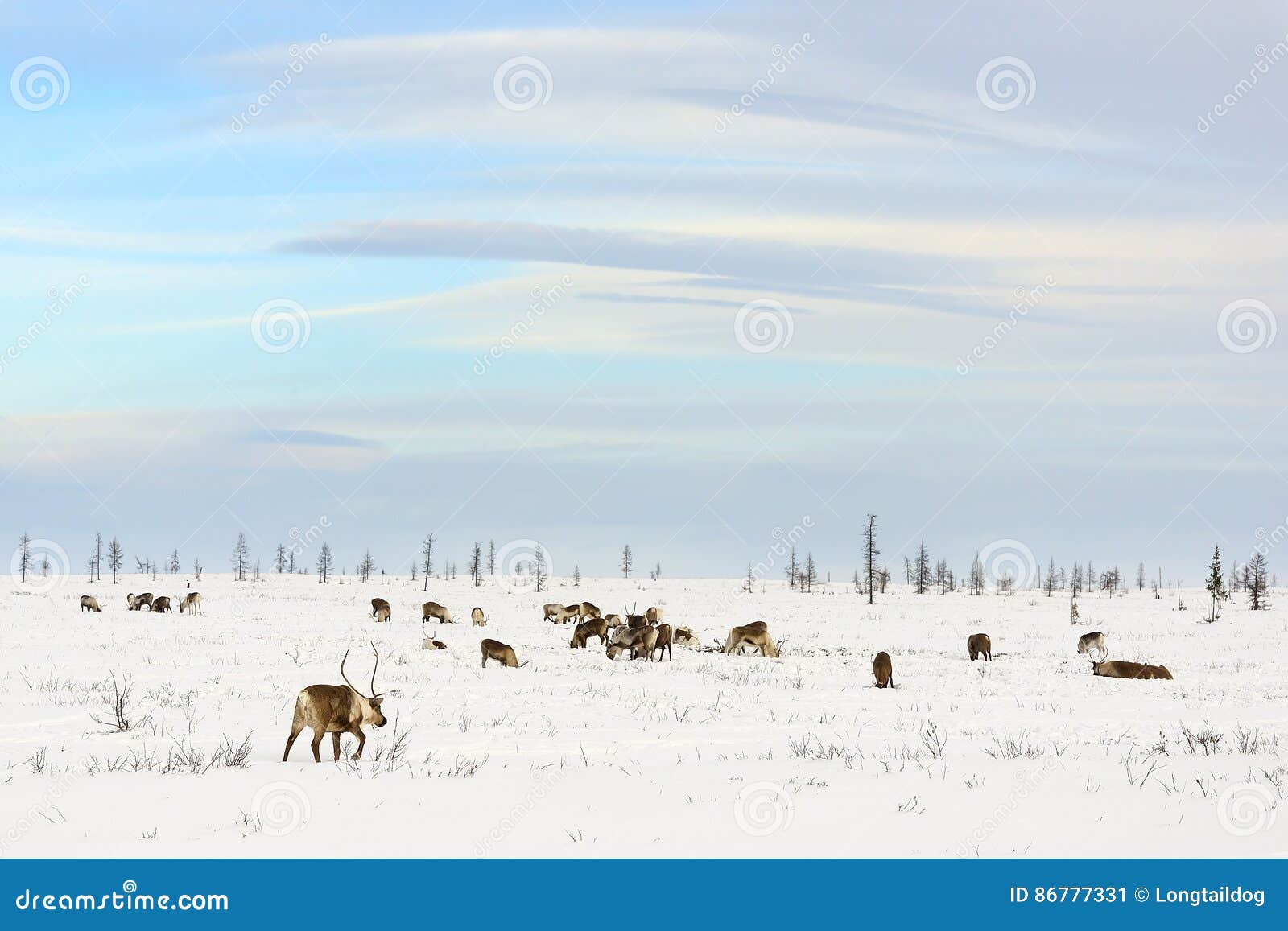 herd of reindeer grazes in the tundra
